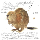 procházka bobr Tiché údolí 14 12 2025